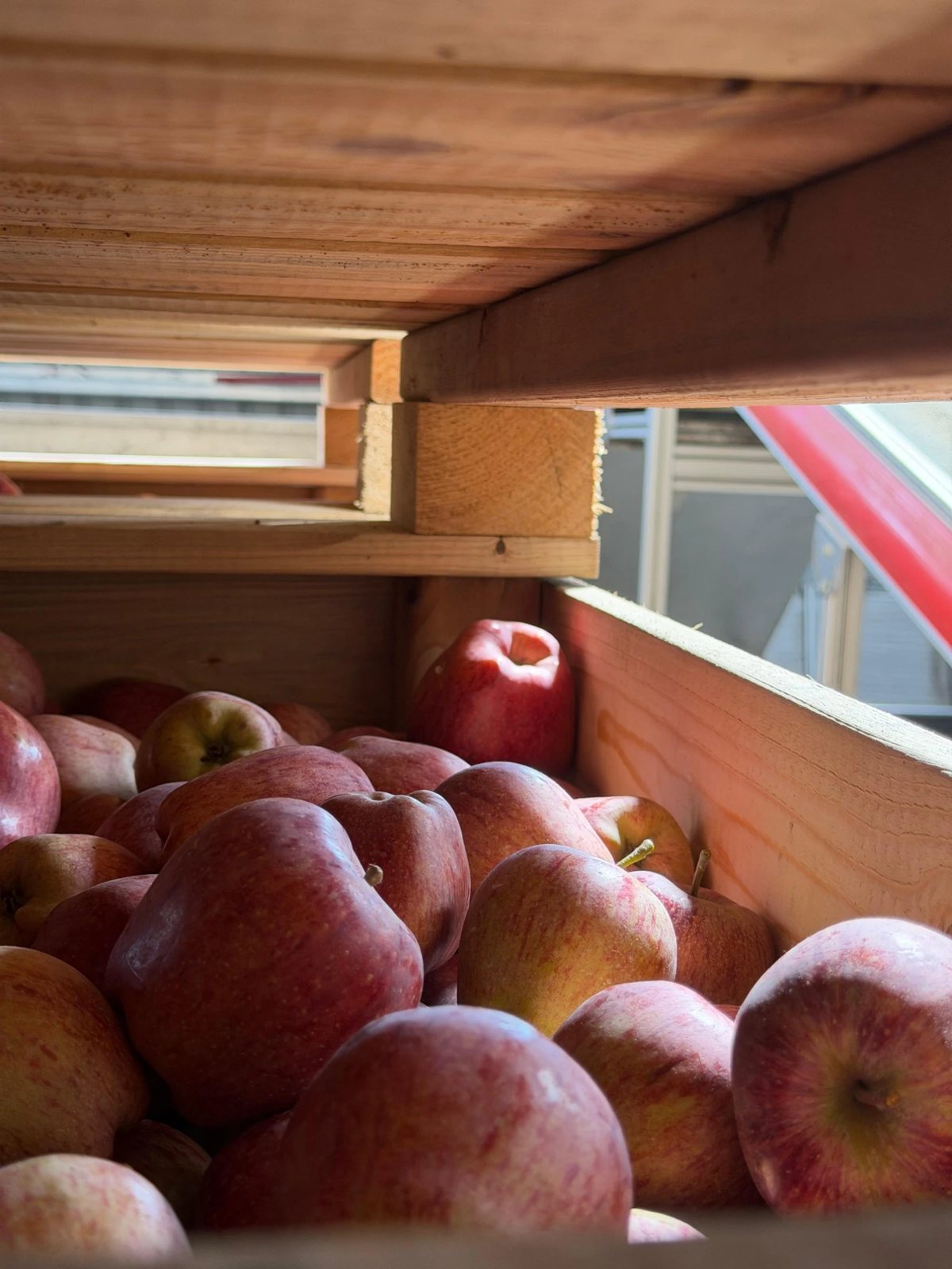 Freshly received apples in a wooden bin at a Kashmir cold store