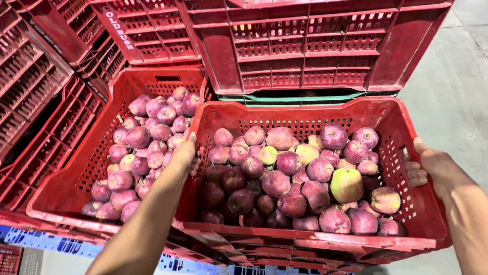A crate of apples being opened for inspection at intake