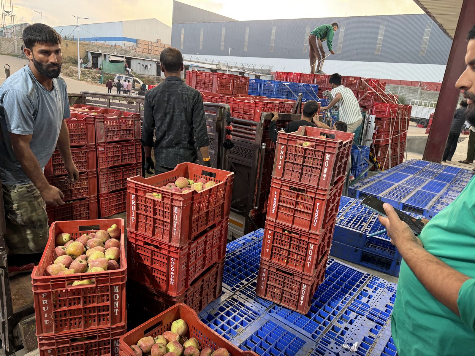 Crates of apples being received at a Kashmir cold-store intake yard